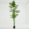 Areca Palm, Plant
