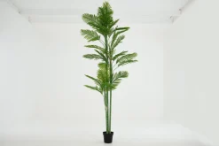 Areca Palm, Plant