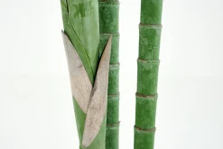Areca Palm, Plant