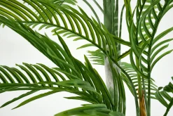 Areca Palm, Plant