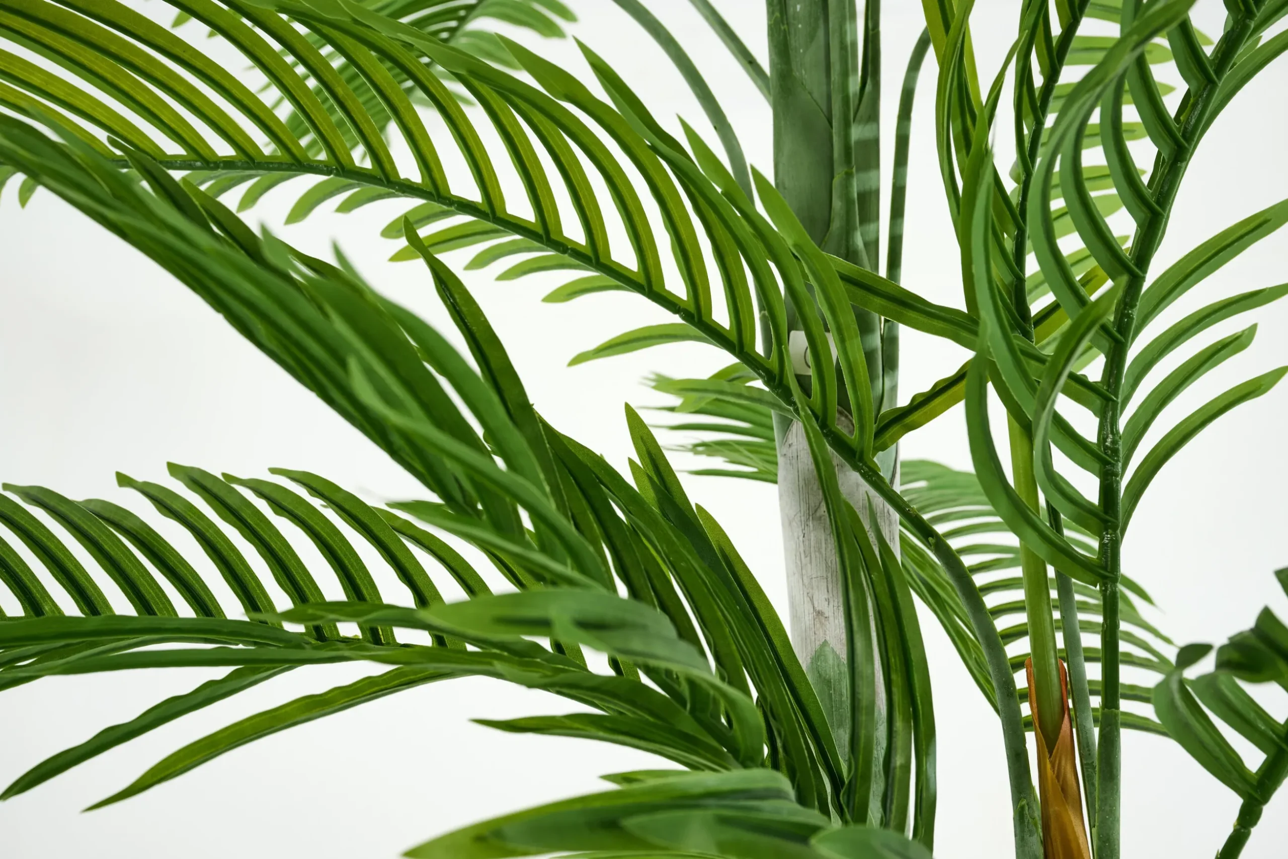 Areca Palm, Plant