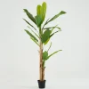 Banana Tree, Plant