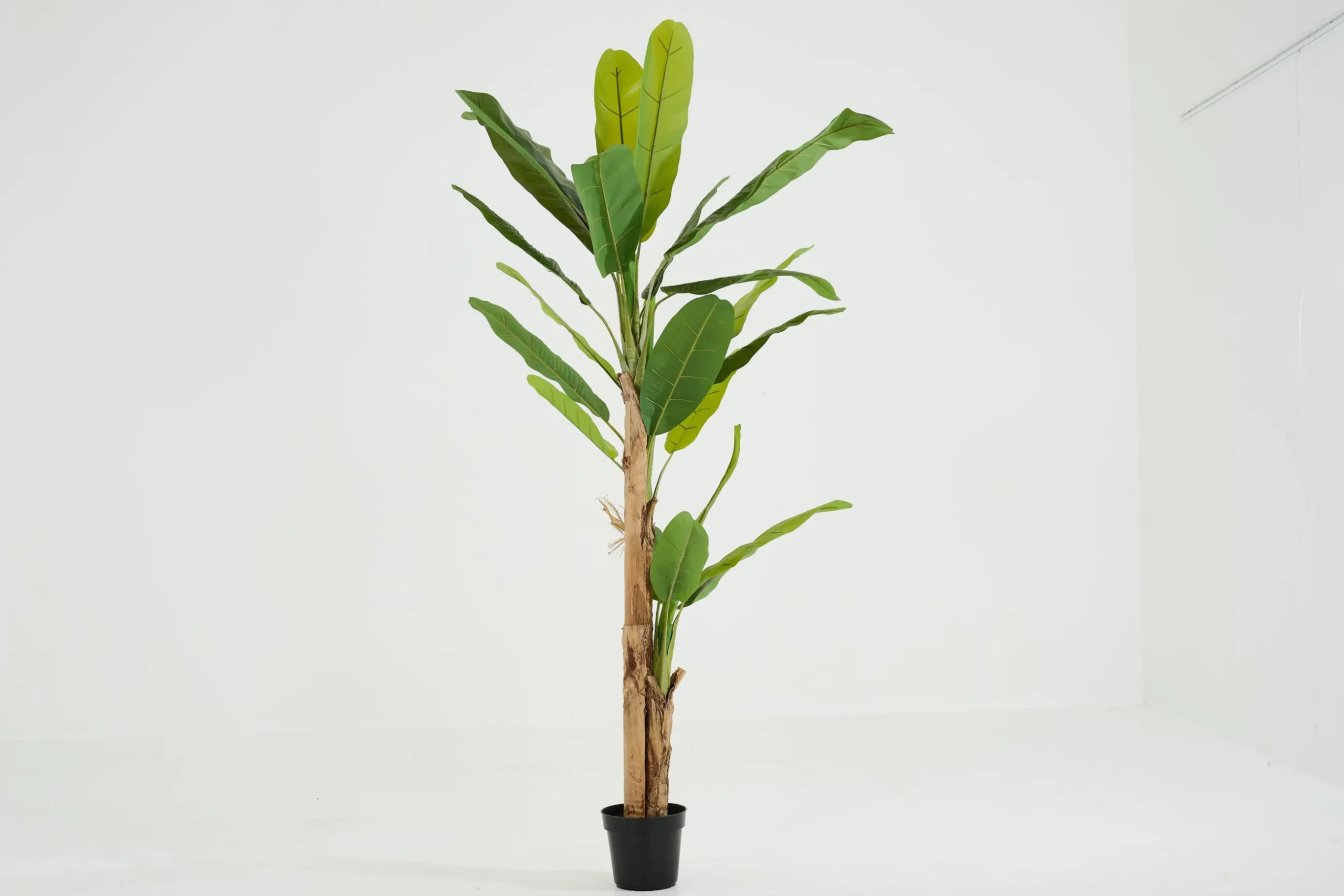 Banana Tree, Plant