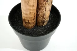 Banana Tree, Plant