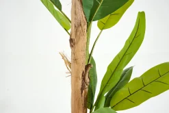 Banana Tree, Plant