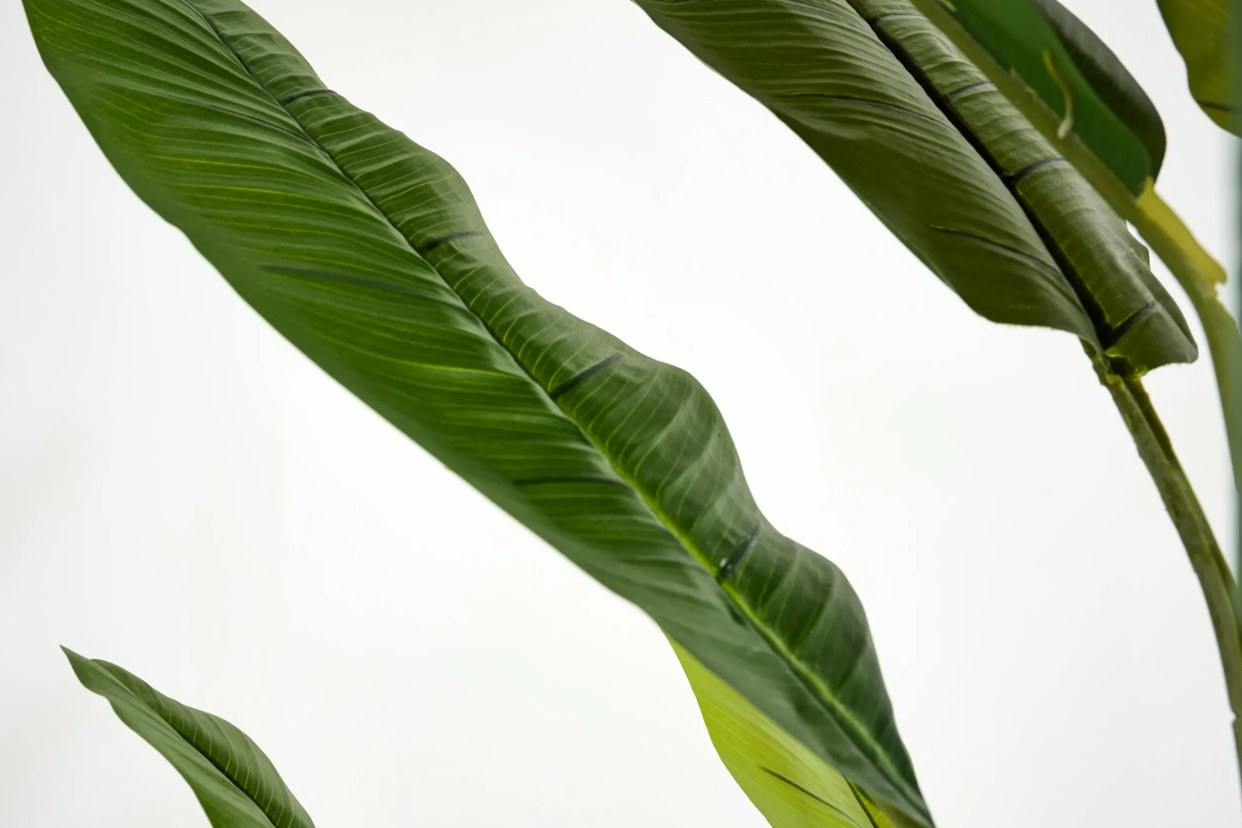 Banana Tree, Plant