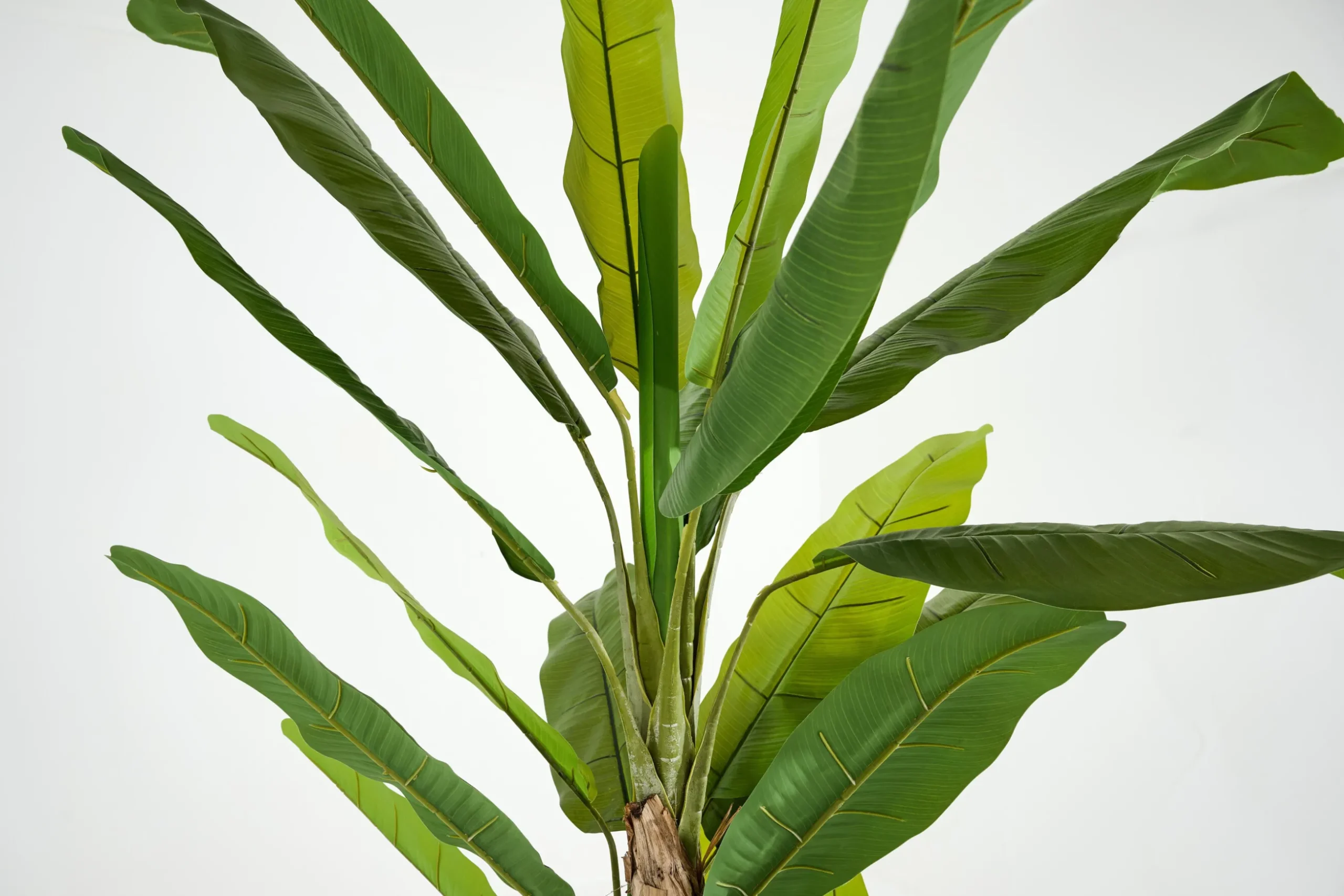 Banana Tree, Plant