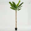 Banana Tree, Plant