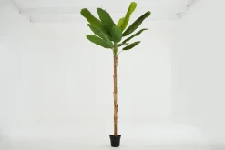 Banana Tree, Plant