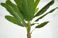 Banana Tree, Plant