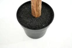 Banana Tree, Plant