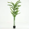 Betel Palm, Plant