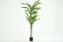 Betel Palm, Plant