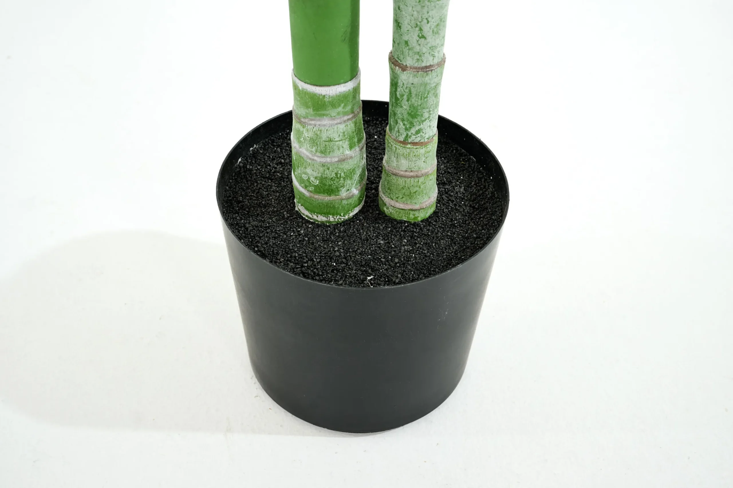Betel Palm, Plant