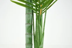 Betel Palm, Plant