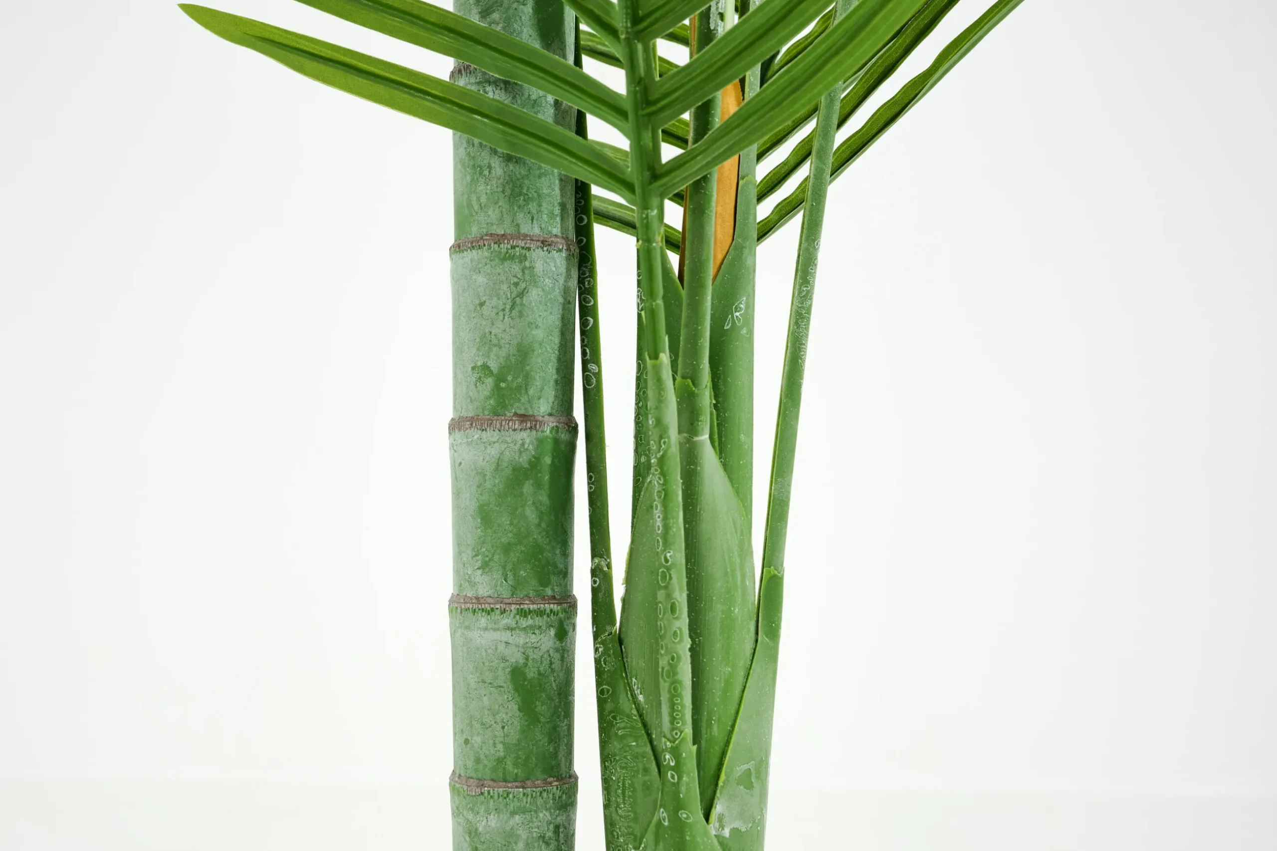 Betel Palm, Plant