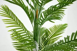 Betel Palm, Plant