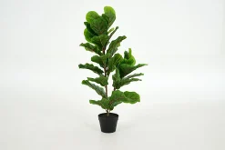 Fiddle Leaf Fig, Plant