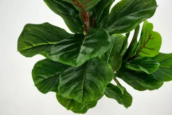 Fiddle Leaf Fig, Plant