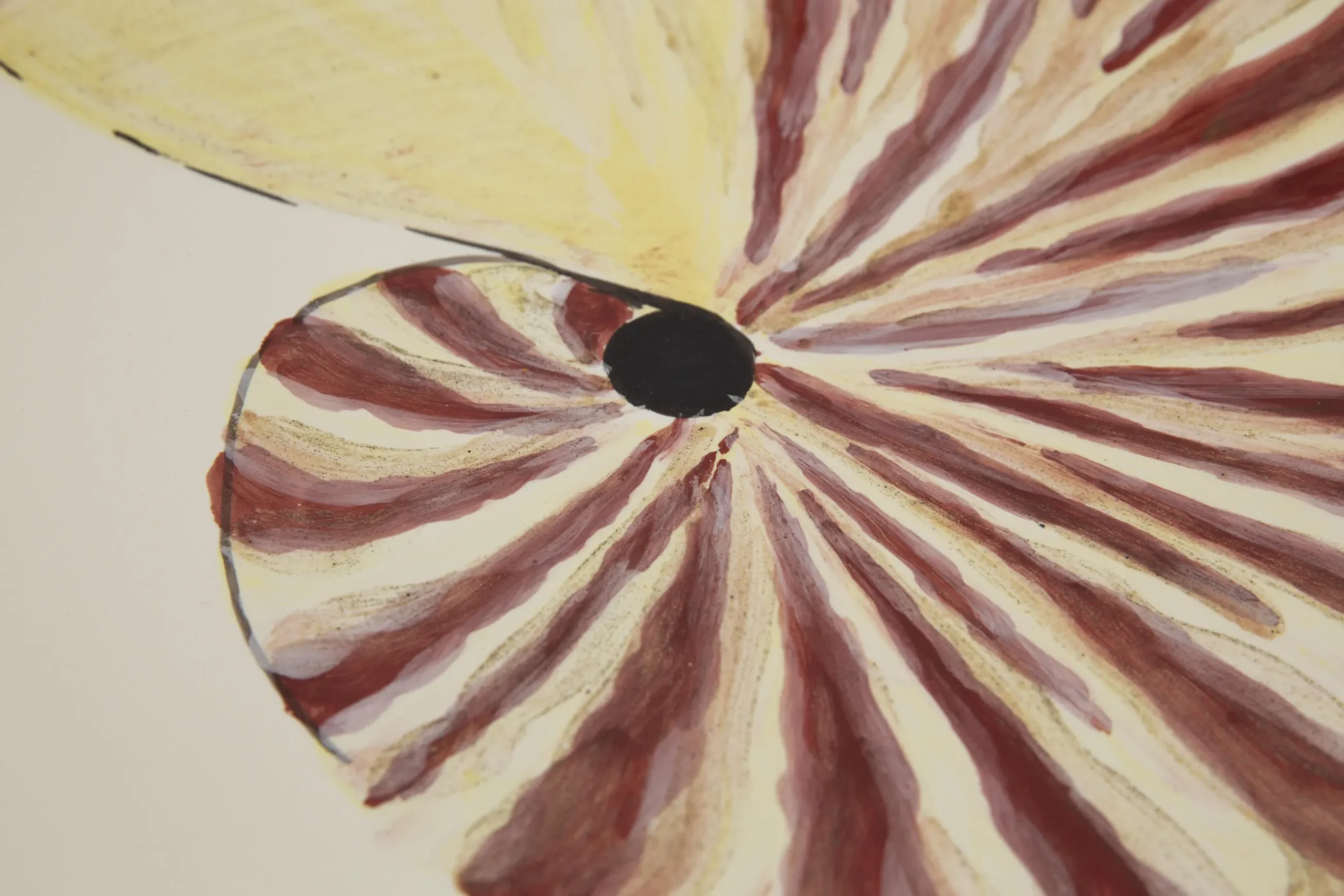 Maskorra, Bowl, Shell