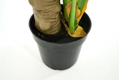 Monstera Plant, Plant