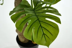 Monstera Plant, Plant